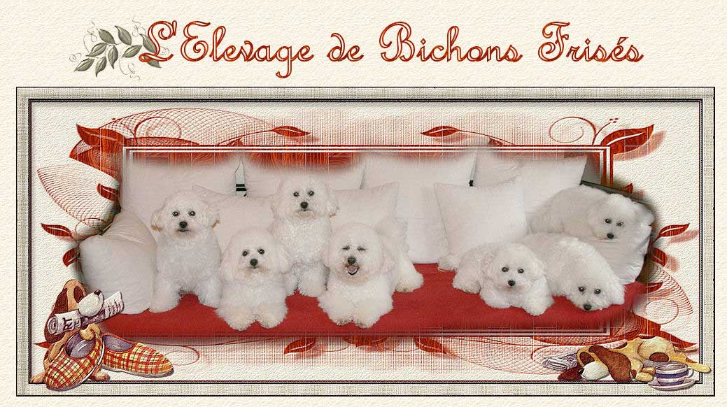 Des bichons frisés