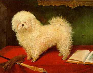 Peinture d'un bichon frisé