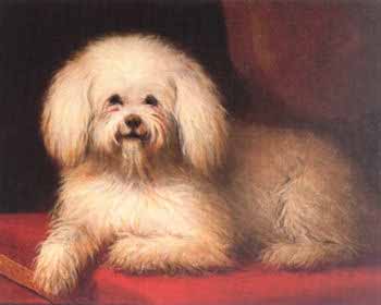 Peinture d'un bichon blanc couché