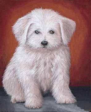 Peinture d'un chiot bichon