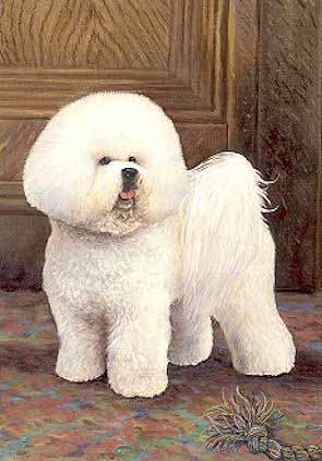 Un bichon à poil frisé