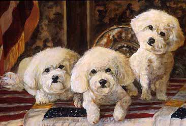 Trois bichons blancs