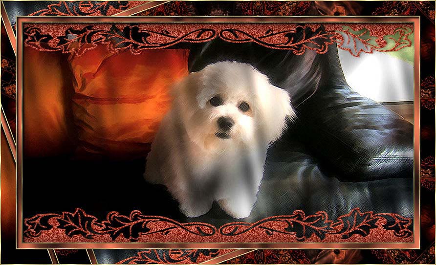 Un bichon à poil frisé