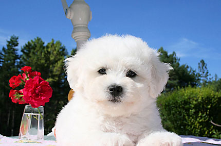 chiot bichon frisé