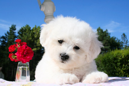 chiot blanc