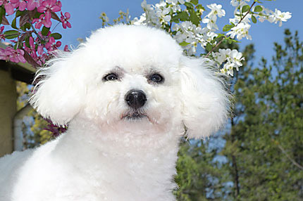 bichon frise blanc