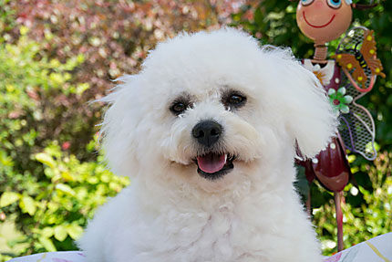 Photo bichon frisé