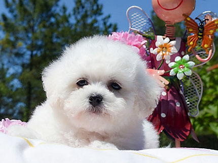 Photo chiot blanc