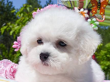Chiot bichon blanc