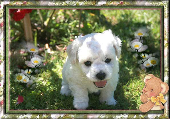 Chiot bichon frisé dans l'herbe