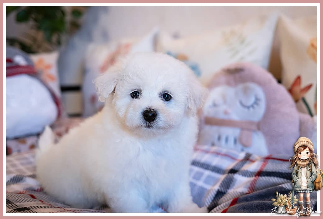 Chiot bichon