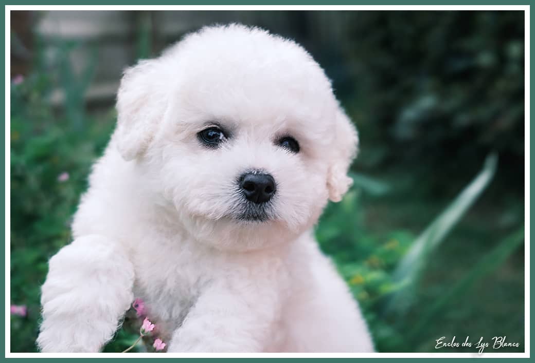 chiot bichon