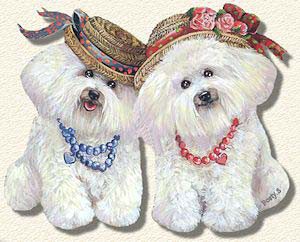 bichons frisés avec des colliers