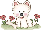 Chien blanc