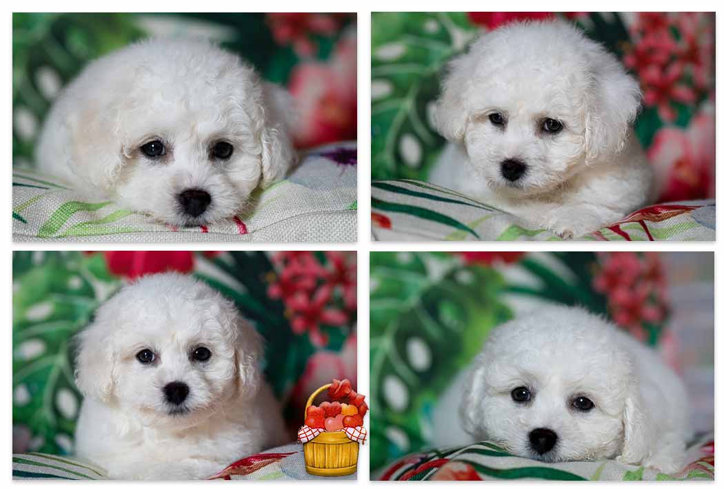 chiot bichon frisé sur un coussin