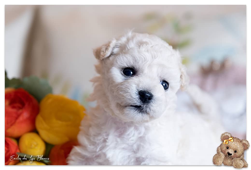 chiot bichon blanc