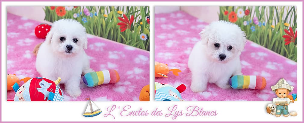 2 Chiots bichon frisé