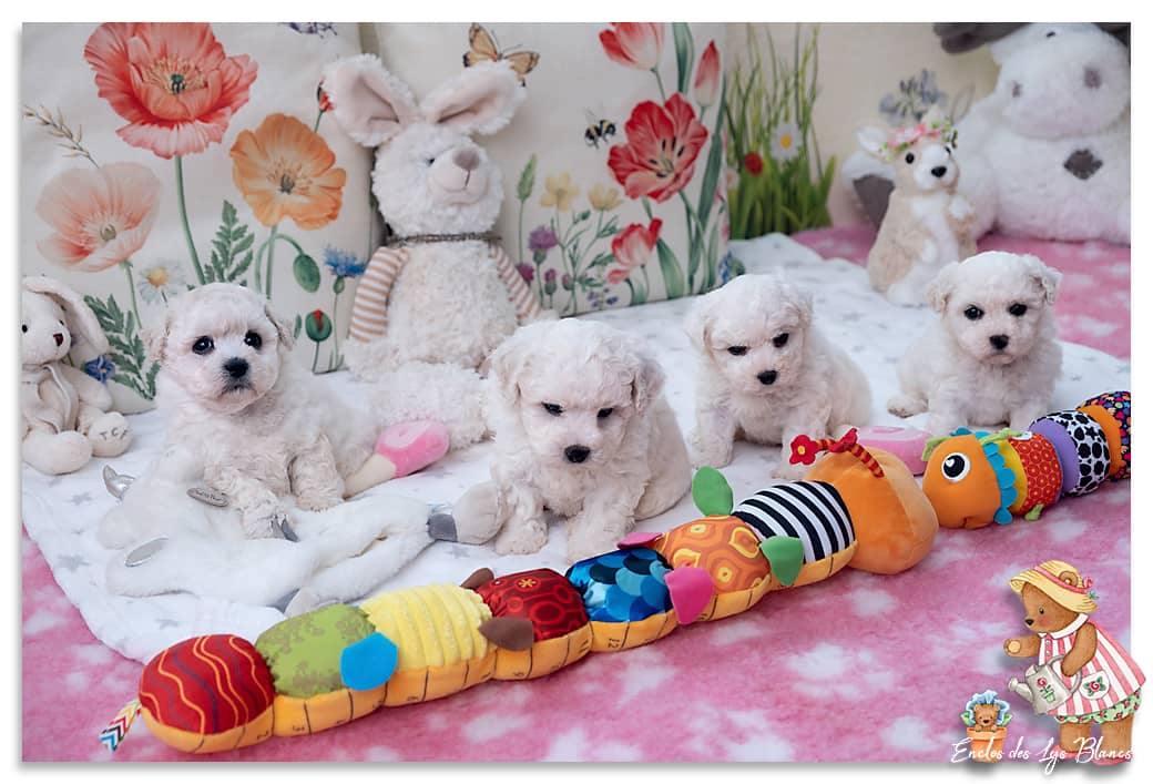 4 chiots bichons