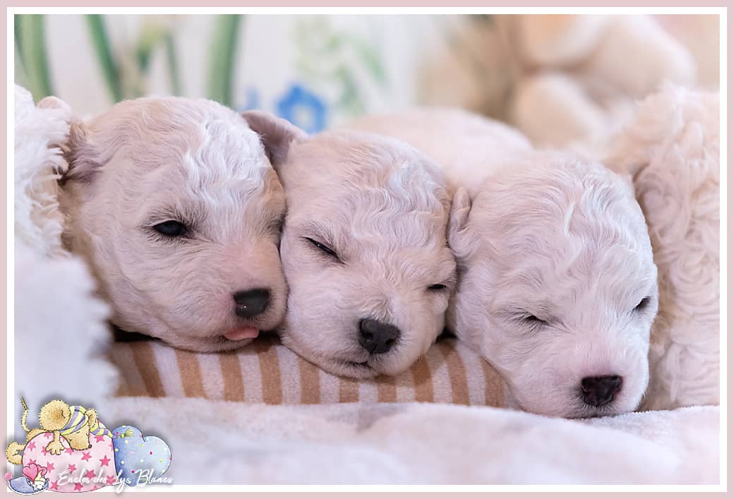 3 chiots bichons