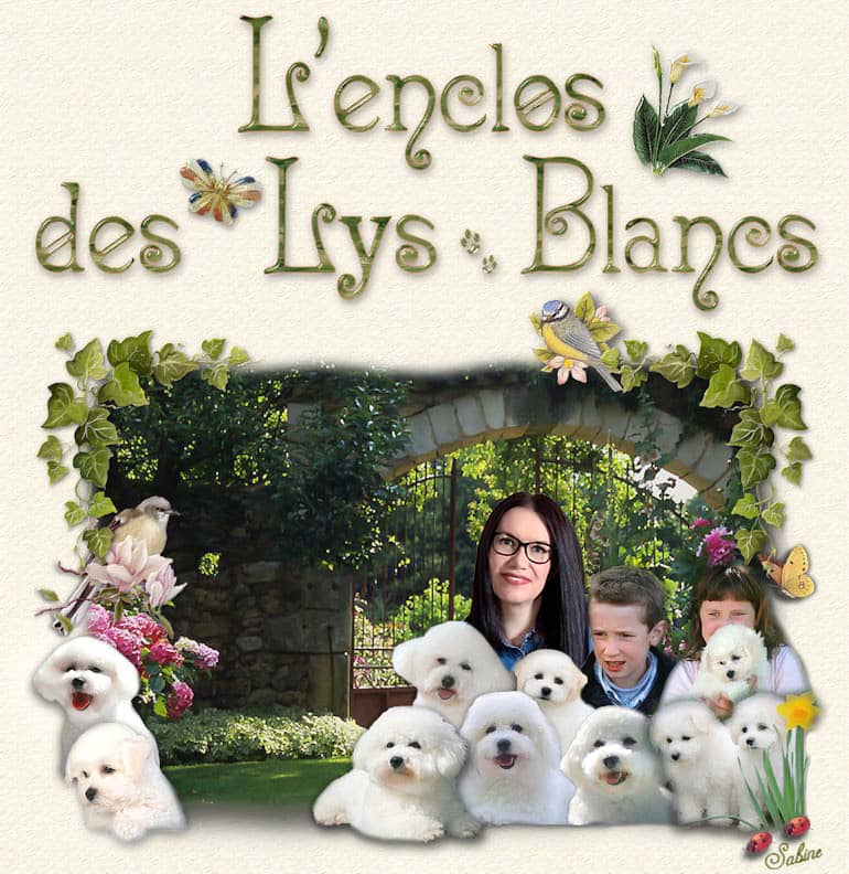 Des chiens bichons frisés dans un jardin