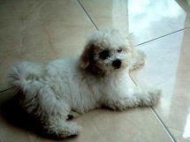 Chiot bichon frisé couché sur le carrelage