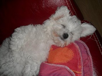 Chiot bichon frisé qui dort