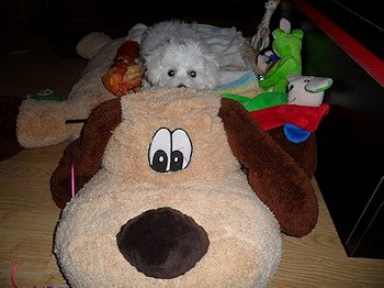 Chiot bichon blanc et une peluche marron