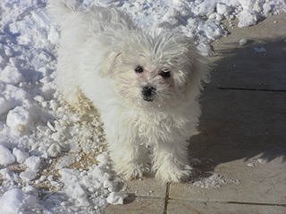 Un chiot bichon frisé