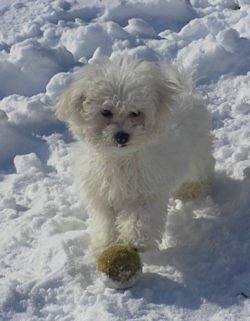 Chiot bichon dans la neige