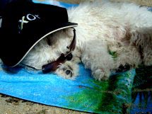 Un chiot avec une casquette