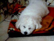 Chiot bichon qui dort