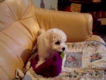 Un chiot blanc qui joue