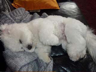 Bichon frisé couché