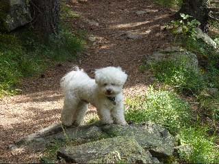 Bichon frisé sur un rocher