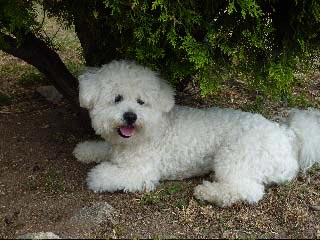 Un bichon couché dehors
