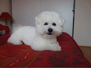 Un bichon blanc sur un canapé rouge