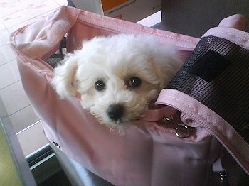 Chiot bichon dans un sac de transport rose