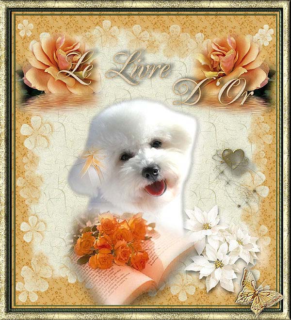 Bichon frisé blanc et fleurs oranges