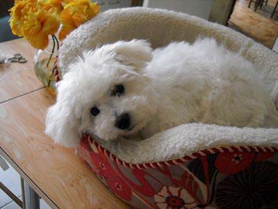Chiot couché dans sa panière