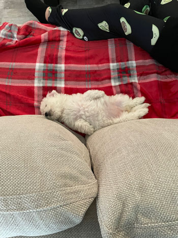 Chiot Bichon frisé couché sur son tapis