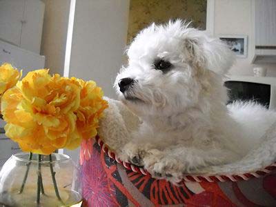 Chiot bichon et une fleur jaune