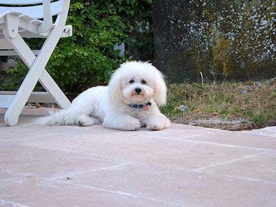 Un chien blanc avec un collier bleu