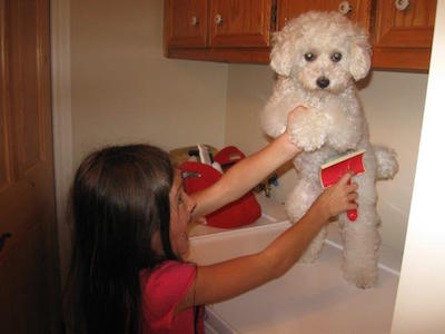 Une fillette et son bichon frisé