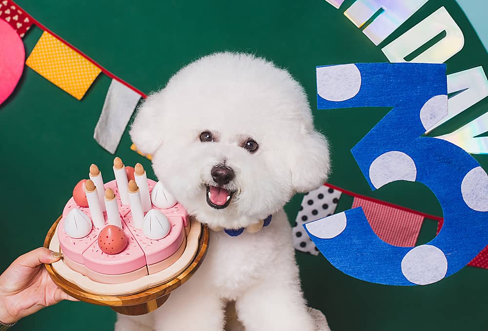 Bichon frisé anniversaire