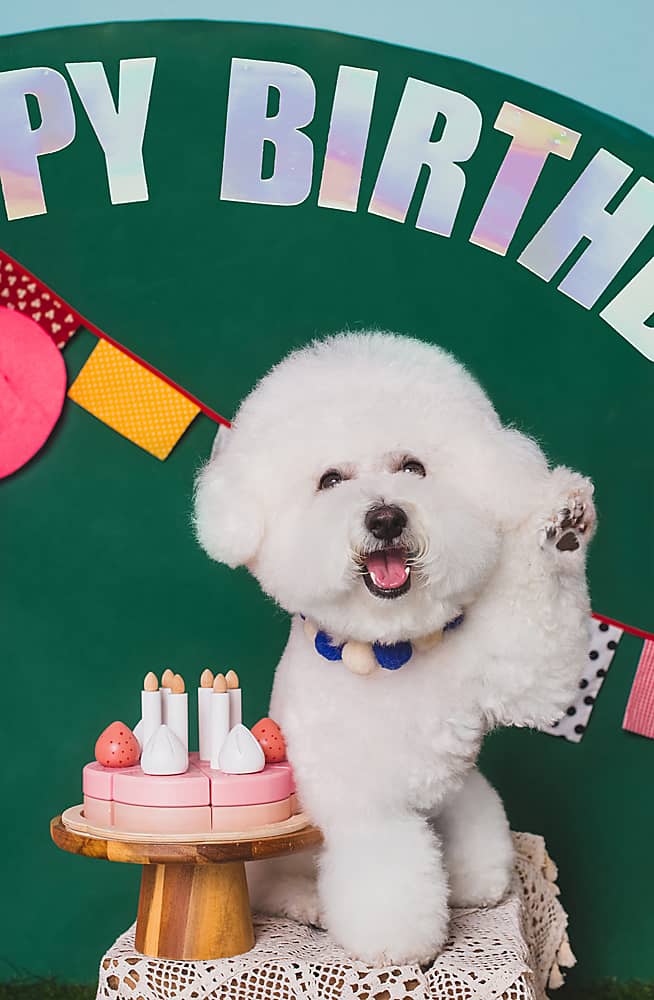 Bichon frisé gateau