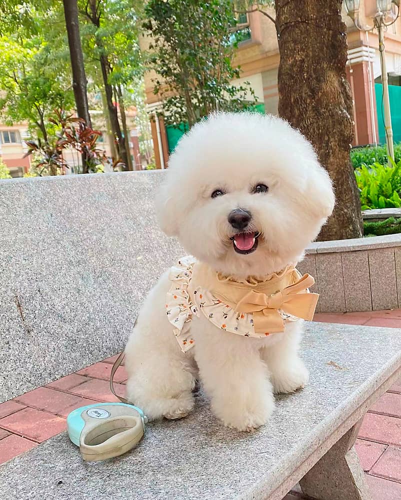 Bichon frisé en Chine