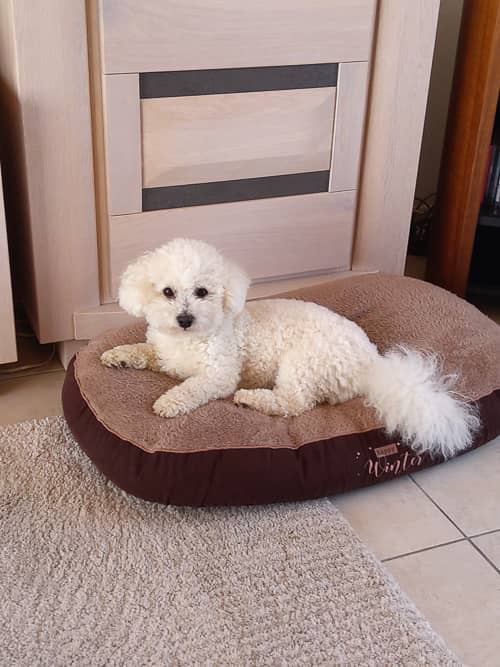 Bichon frisé couché sur son matelas