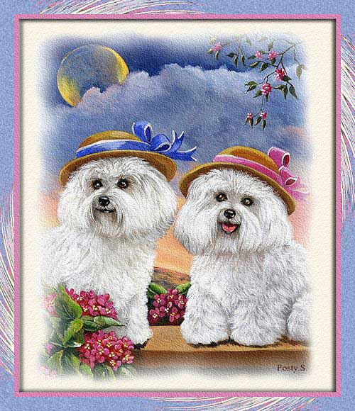 Deux bichons frisés avec leurs chapeaux