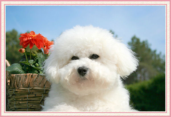 Le bichon frisé