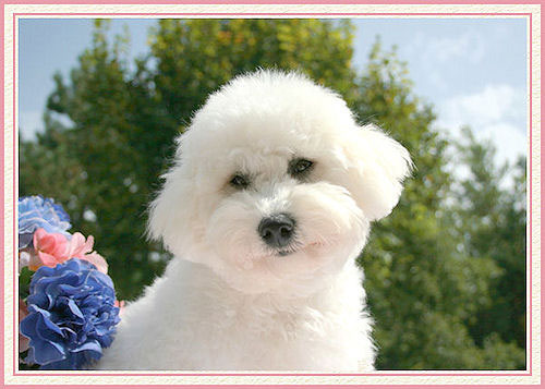 Un portrait de chien
